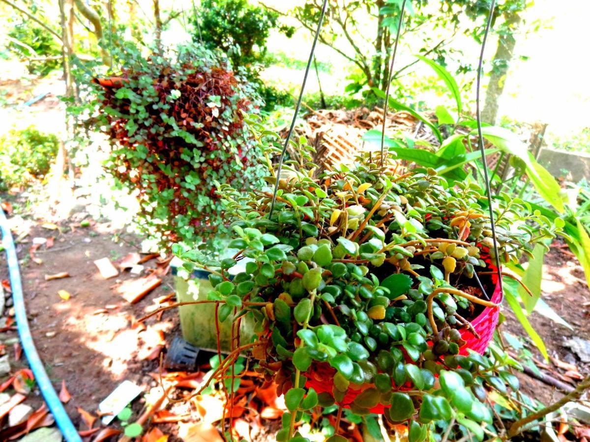 Coco Happy Farm