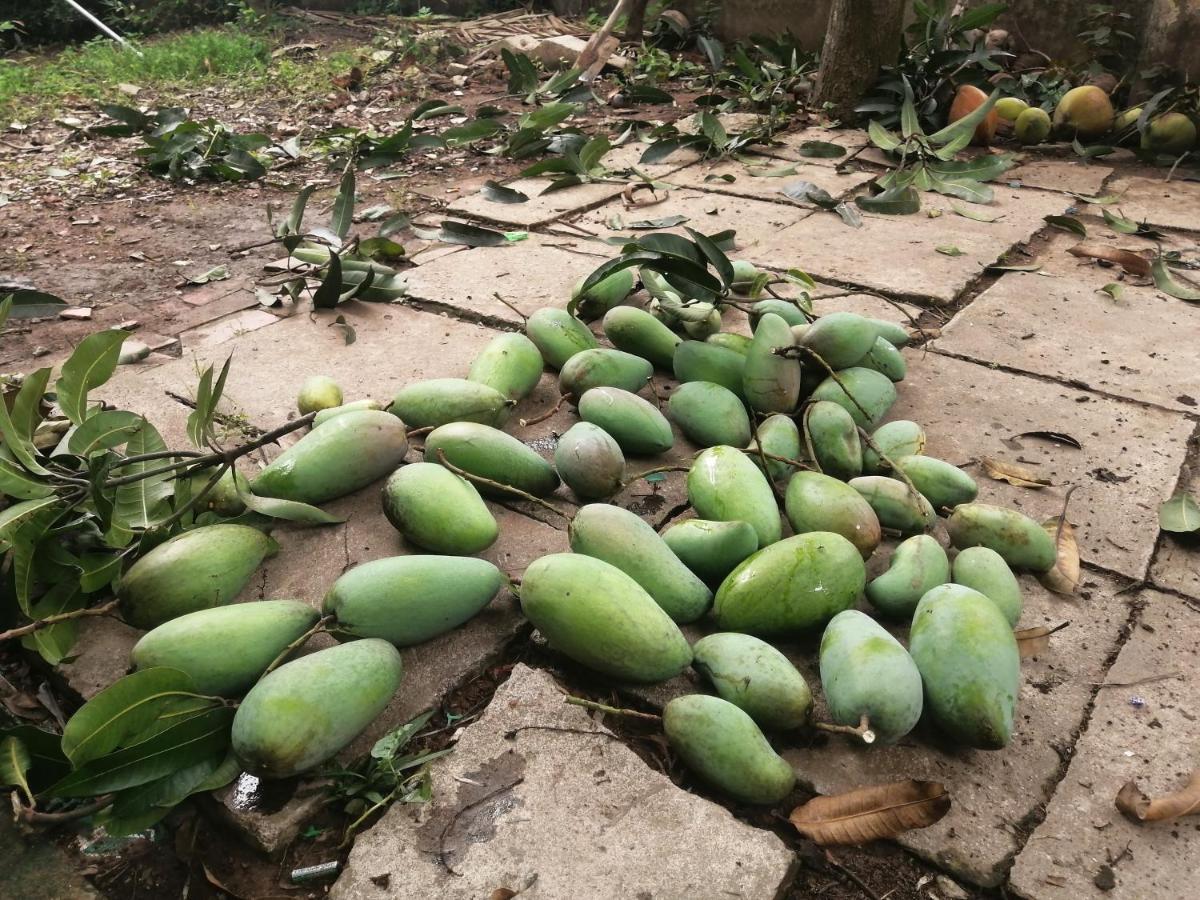 Coco Happy Farm